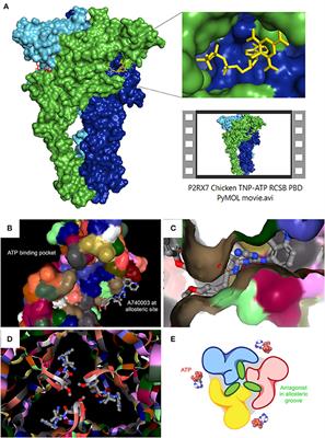 P2RX7 Purinoceptor as a Therapeutic Target—The Second Coming?